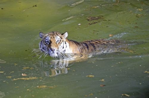 Tigras, Didelė Katė, Vanduo, Plaukti, Katė, Pavojingas, Plėšrūnas, Indijos Tigras, Didingas, Kilnus, Wildcat, Sublime