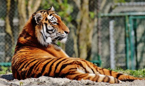 Tigras, Plėšrūnas, Kailis, Gražus, Pavojingas, Katė, Laukinės Gamtos Fotografija, Gyvūnų Pasaulis, Tierpark Hellabrunn, Munich