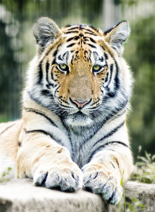 Tigras, Sibiro Tigras, Katė, Zoologijos Sodas, Plėšrūnas, Pavojingas, Tigro Lakai, Gyvūnų Portretas, Mėsėdžiai