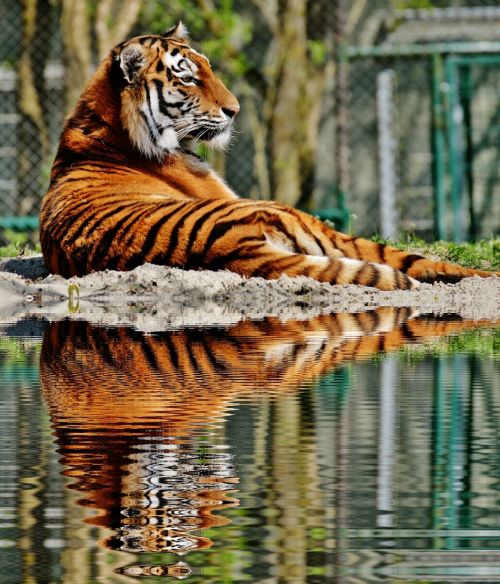 Tigras, Plėšrūnas, Kailis, Veidrodis, Vanduo, Bankas, Gražus, Pavojingas, Katė, Laukinės Gamtos Fotografija, Gyvūnų Pasaulis, Tierpark Hellabrunn, Munich