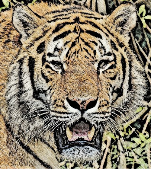 Tigras, Piešimas, Gyvūnas, Plėšrūnas, Katė, Didelė Katė, Wildcat, Pavojingas