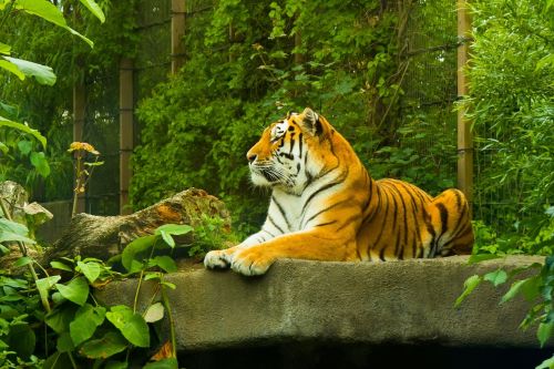 Tigras, Amur Tigras, Korkeasaari, Zoologijos Sodas