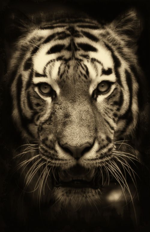 Tigras,  Afrika,  Didelis & Nbsp,  Katinas,  Plėšrūnas,  Indija,  Pavojingas,  Tigras