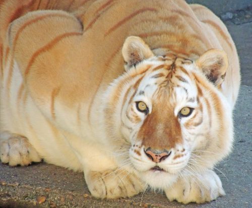Tigras, Fauna, Kačių, Zoologijos Sodas, Gyvūnai