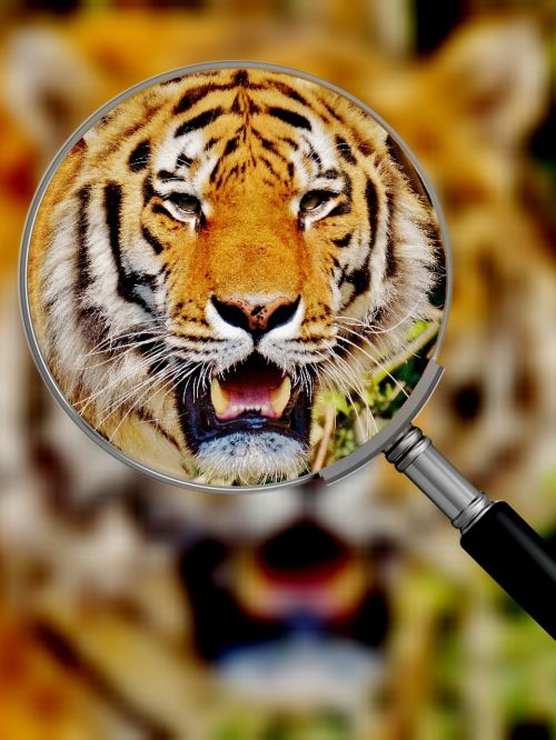 Tigras, Plėšrūnas, Kailis, Gražus, Pavojingas, Katė, Laukinės Gamtos Fotografija, Gyvūnų Pasaulis, Tierpark Hellabrunn, Munich, Padidinamasis Stiklas