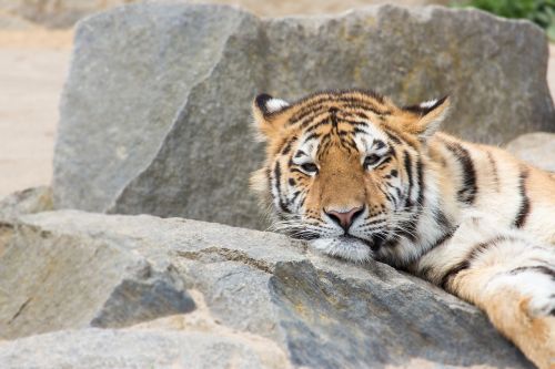 Tigras, Zoologijos Sodas, Katė, Gyvūnų Portretas