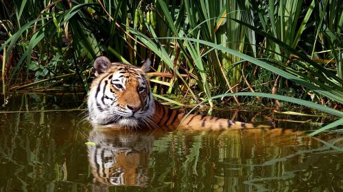 Tigras, Katė, Zoologijos Sodas