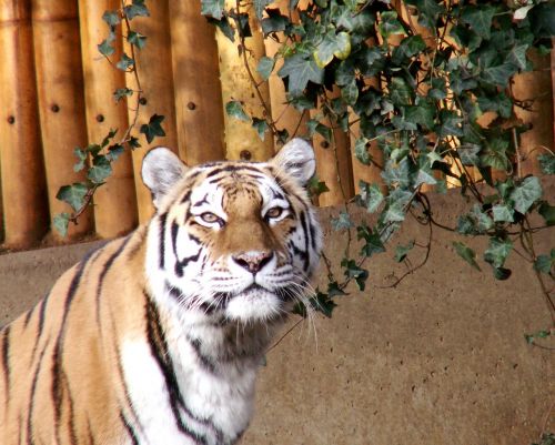 Tigras, Zoologijos Sodas, Gyvūnai, Gamta