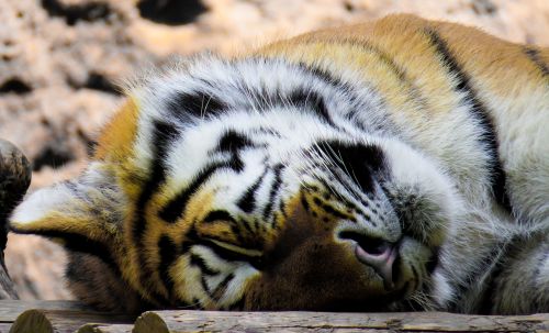 Tigras, Katė, Plėšrūnas, Gyvūnų Portretas, Miegoti, Labos Nakties