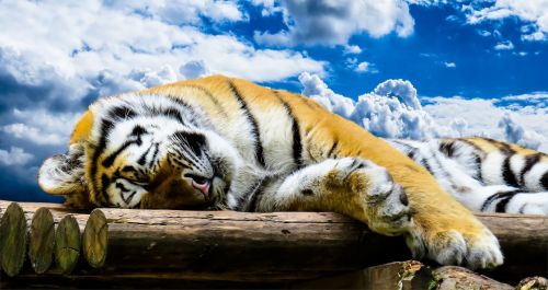 Tigras, Katė, Plėšrūnas, Gyvūnų Portretas, Miegoti, Labos Nakties, Skrajutės, Jaustis Kaip Namie