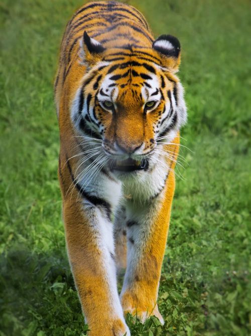 Tigras, Zoologijos Sodas, Laukinė Gamta, Mėsėdis