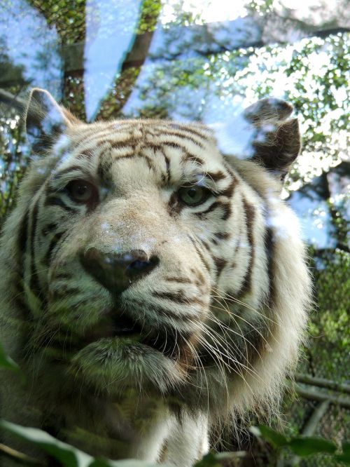 Tigras, Baltasis Tigras, Zoologijos Sodas, Plėšrūnas, Laukiniai, Atspindys