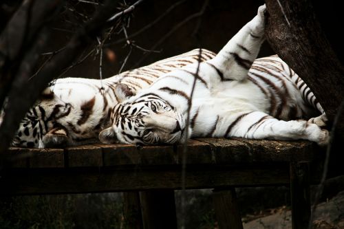 Tigras, Balta, Katė, Plėšrūnas, Gyvūnas, Laukinė Gamta, Žaismingas, Mielas, Didingas