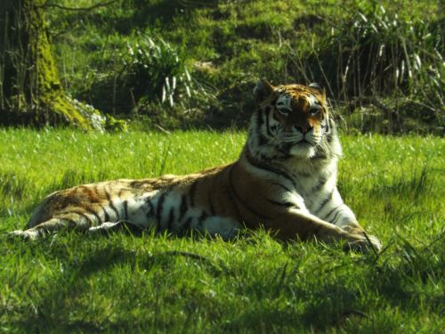Tigras, Didelė Katė, Gyvūnų Laukinė Fauna
