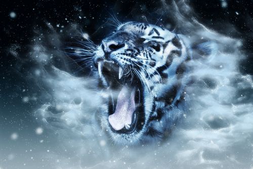 Tigras, Galva, Laukinė Gamta, Gyvūnas, Didelis, Katė, Žinduolis, Wildcat, Žvėrys, Agresyvus, Plėšrūnas, Skaitmeninė Manipuliacija, Skaitmeninis Menas, Skaitmeninė Kūryba, Tamsi, Naktis, Šaltas, Blizzard