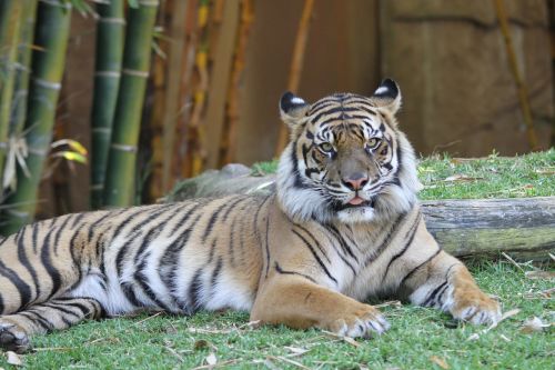 Tigras, Panthera Tigris, Katė, Didelė Katė, Plėšrūnas, Gyvūnų Pasaulis