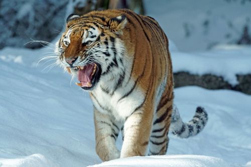 Tigras, Amurtiger, Plėšrūnas, Katė, Mėsėdžiai, Pavojingas, Siberianas, Sniegas, Žiema, Sibiro Tigras, Laukinis Gyvūnas, Šaltas