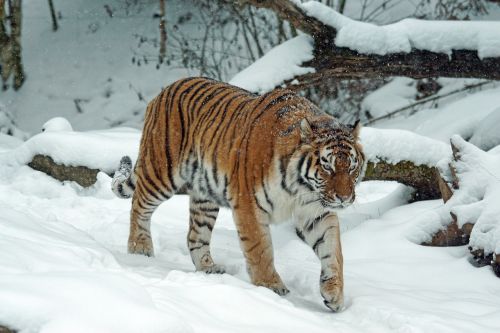 Tigras, Amurtiger, Plėšrūnas, Katė, Mėsėdžiai, Pavojingas, Siberianas, Sniegas, Žiema, Sibiro Tigras, Laukinis Gyvūnas, Šaltas