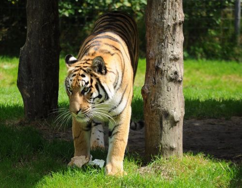 Tigras, Zoologijos Sodas, Katė, Wildcat