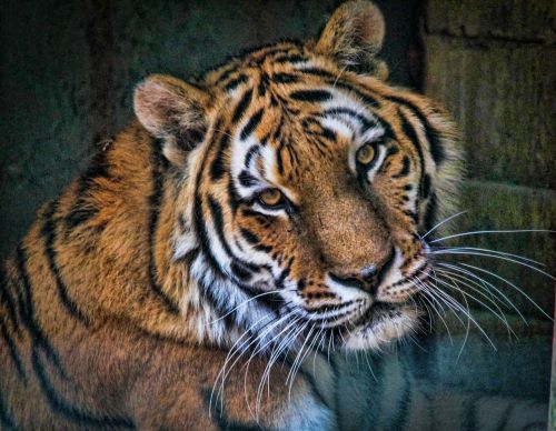 Tigras, Gyvūnai, Laukinis Katinas, Fauna, Zoologijos Sodas, Gamta, Gyvūnas, Žinduoliai
