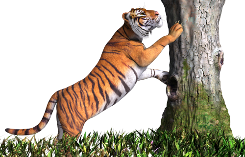 Tigras, Gyvūnas, Katė, Dizainas, 3D, Padengti, Png