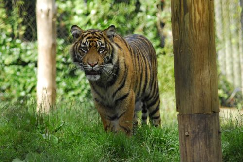 Tigras, Zoologijos Sodas, Gyvūnas, Gamta