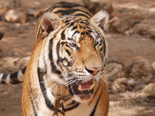 Tigras, Šventykla, Tailandas