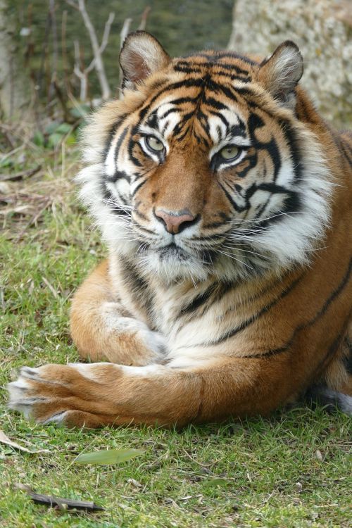 Tigras, Sumatra, Moteris