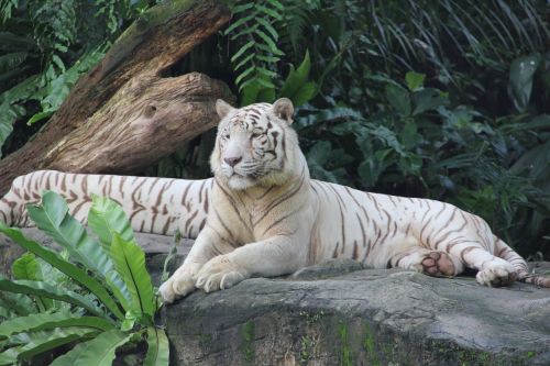 Tigras, Zoologijos Sodas, Singapūras, Gyvūnas, Gamta, Gražus