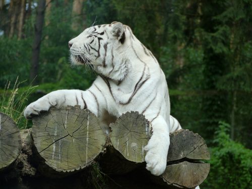Tigras, Katė, Didelė Katė, Wildcat, Baltasis Tigras, Balta, Didingas, Sublime, Juoda Ir Balta