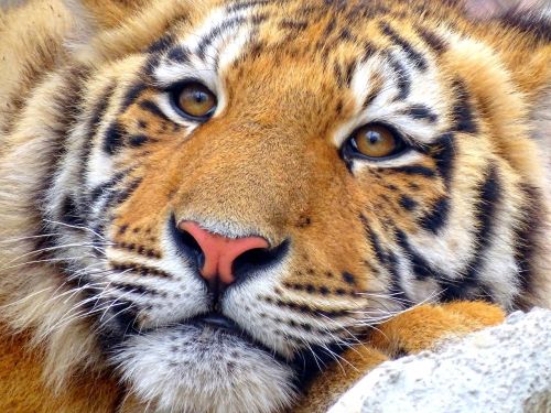 Tigras, Gyvūnas, Zoologijos Sodas