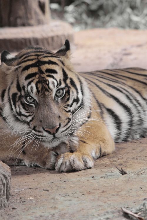 Tigras, Gyvūnas, Laukiniai, Zoologijos Sodas, Laukinė Gamta, Gamta, Žinduolis, Nustatyti, Katė, Fauna, Džiunglės, Plėšrūnas, Safari, Miškas, Mielas