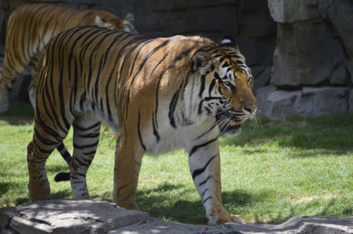 Tigras, Sustojo, Zoologijos Sodas