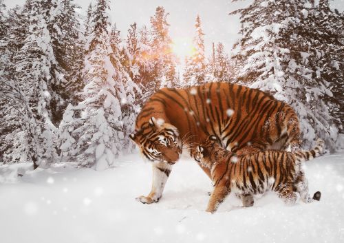 Tigras, Plėšrūnas, Katė, Didelė Katė, Mėsėdžiai, Pavojingas, Sibiro Tigras, Padaras, Dryžuotas, Žiema, Sniegas, Kraštovaizdis, Kailis, Gyvūnas, Gamta, Gyvūnų Pasaulis, Žinduolis, Jaunas