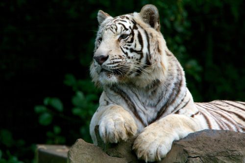Tigras, Balta, Gamta, Plėšrūnas, Laukiniai, Kačių, Baltasis Tigras, Portretas