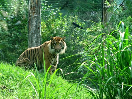 Tigras, Katė, Didelė Katė, Kačių Veido, Gyvūnas, Zoologijos Sodas