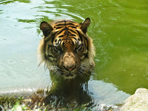 Tigras, Katė, Didelė Katė, Kačių Veido, Gyvūnas, Zoologijos Sodas, Vanduo, Baseinas, Portretas
