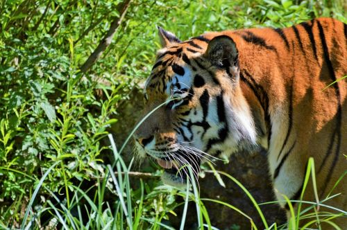 Tigras, Didelė Katė, Plėšrūnas, Katė, Tiergarten, Zoologijos Sodas, Tierpark Hellabrunn