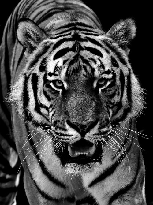 Tigras, Plėšrūnas, Kailis, Juoda Ir Balta, Gražus, Pavojingas, Katė, Laukinės Gamtos Fotografija, Gyvūnų Pasaulis, Tierpark Hellabrunn, Munich