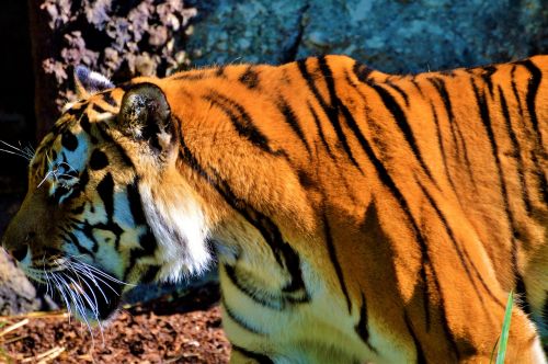 Tigras, Didelė Katė, Plėšrūnas, Katė, Tiergarten, Zoologijos Sodas, Tierpark Hellabrunn