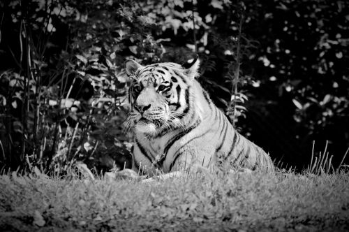 Tigras, Katė, Wildcat, Didelė Katė, Pavojingas, Zoologijos Sodas, Tiergarten, Gyvūnas, Gyvūnų Pasaulis, Laukinis Gyvūnas, Juoda Balta