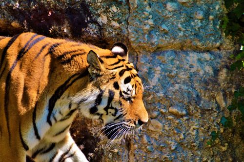 Tigras, Katė, Wildcat, Didelė Katė, Pavojingas, Zoologijos Sodas, Tiergarten