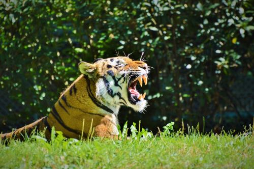 Tigras, Katė, Wildcat, Didelė Katė, Pavojingas, Zoologijos Sodas, Tiergarten