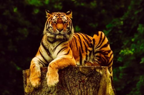 Tigras, Gyvūnas, Laukinė Gamta, Portretas, Plėšrūnas, Gamta, Lauke, Kelmas