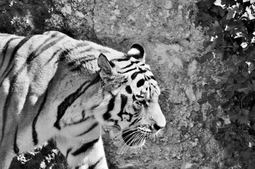 Tigras, Didelė Katė, Plėšrūnas, Katė, Tiergarten, Zoologijos Sodas, Tierpark Hellabrunn, Juoda Balta