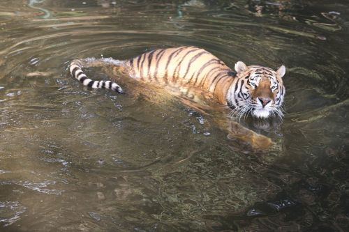 Tigras, Pilsen Zoo, Vanduo, Plaukti, Gyvūnas, Vasara, Maudytis