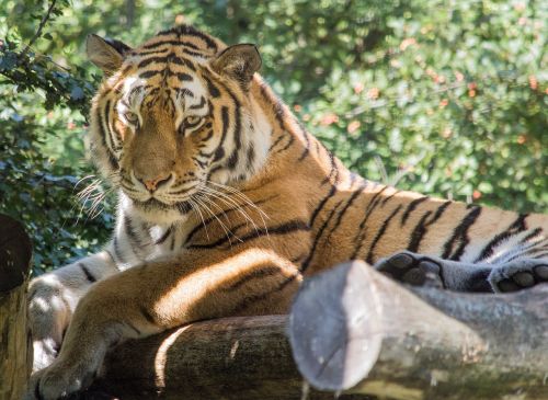 Tigras, Tiergarten, Schönbrunn, Didelė Katė, Zoologijos Sodas, Plėšrūnas, Katė, Gyvūnas, Wildcat, Gyvūnų Pasaulis, Laukinės Gamtos Fotografija, Amurtiger
