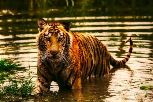 Tigras, Gyvūnas, Laukinė Gamta, Plėšrūnas, Ežeras, Vanduo, Gamta, Lauke, Gražus