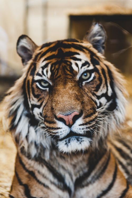 Tigras, Laukinė Gamta, Gyvūnas