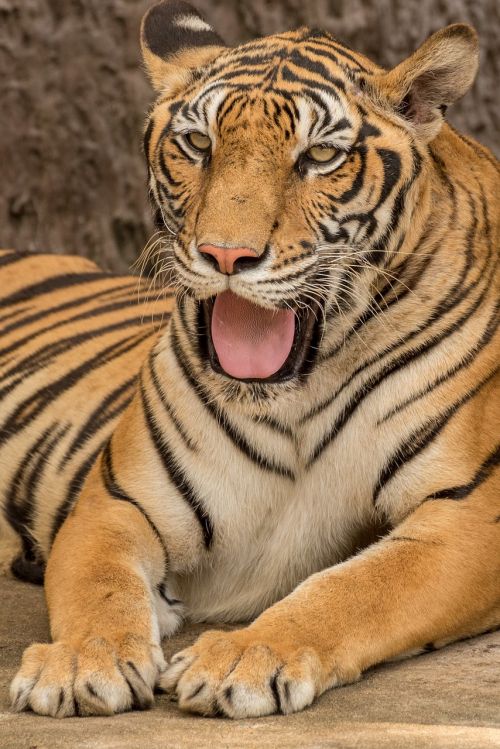 Tigras, Gyvūnas, Laukinė Gamta, Zoologijos Sodas